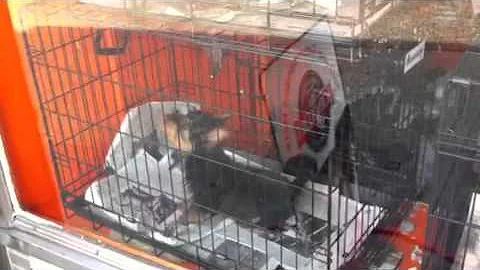 Doggy in the window