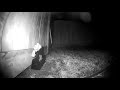 Goodnature a24 rat  mouse trap  1 day time lapse