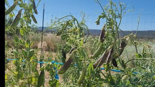 06-18-24 Pea Harvesting Time