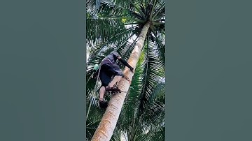 Dụng cụ leo dừa tiện lợi kiểu 4.0 #shorts