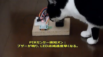 [Arduino電子工作]PIRセンサー検知でブザー鳴らす(猫)
