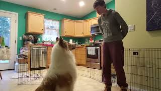 MuraCollie  dog training: speak!