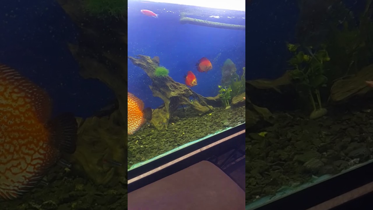 فيديو لتوضيح تربية البلطي داخل المنزل و الرد علي أستاذ تامر ياسين في موضوع التكلفة و الاحتياجات