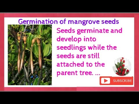 Video: Mangrove-siementen lisääminen – vinkkejä mangrovepuun kasvattamiseen siemenestä