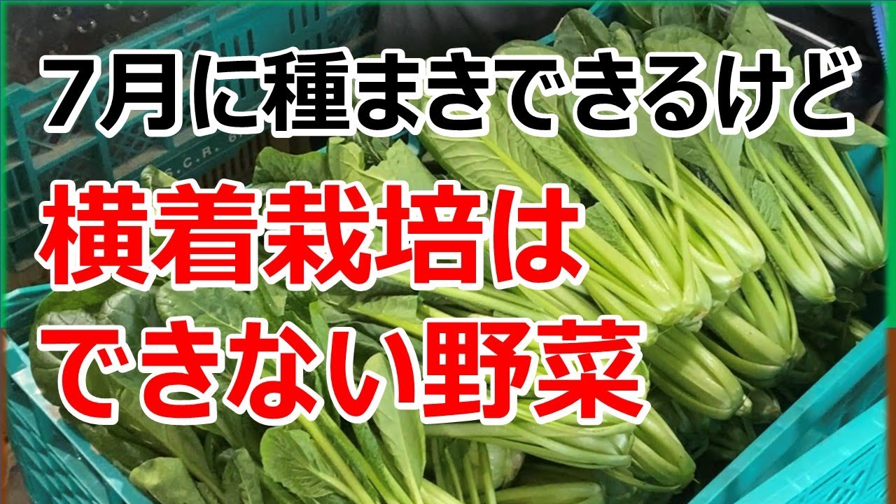 横着栽培 ７月に種まきできるけど横着栽培できない野菜 Youtube