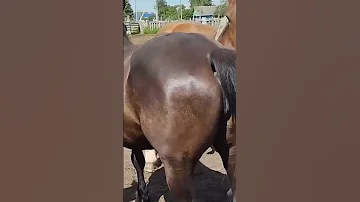 Beautiful Horse In My Village Horses Meeting Now 