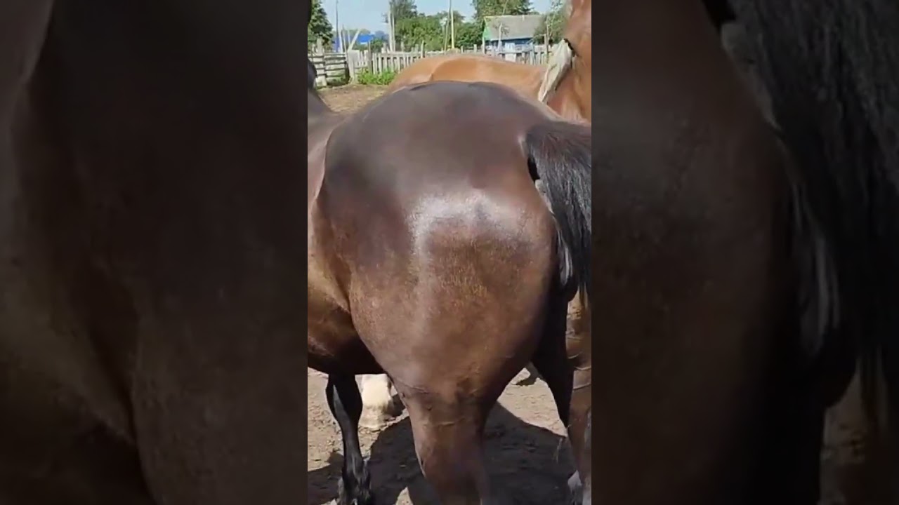 Beautiful Horse in my village । Horses Meeting now