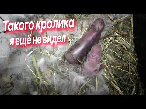 Wideo: W Vinzil Nieznana Bestia Masakruje Króliki I Kurczaki - Alternatywny Widok