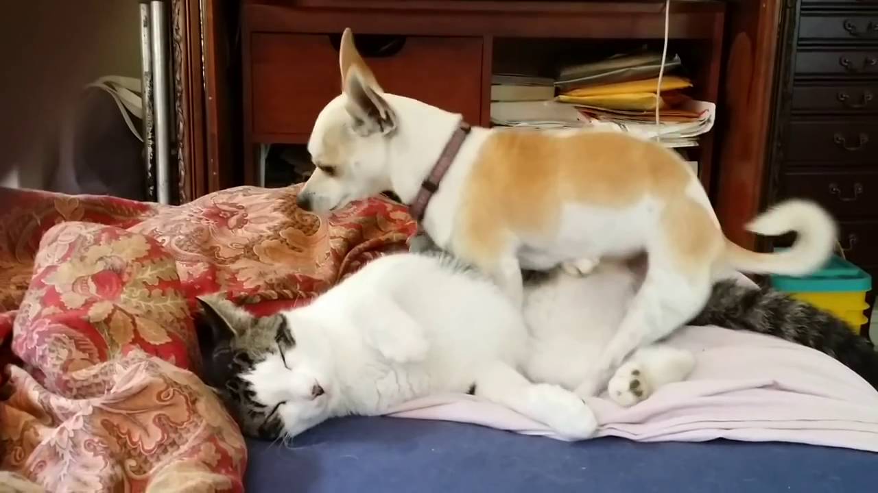 cat leo pretends sleeping while batman screws cat x cat leo pretends sleeping while batman screws cat x