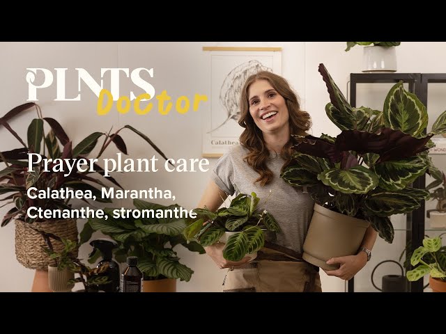 Prayer plant care tips & tricks - Calathea, Maranta, Ctenanthe and  Stromanthe | PLNTSdoctor S1E6 - YouTube
