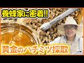 養蜂家に密着！黄金ハチミツ採取！西洋ミツバチの飼育と分蜂も分かりやすく解説！点検、王台、巣箱のお世話など1日のルーティン作業を大公開！【道の駅】【honey】