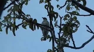 Песни птиц. Певчий дрозд. Turdus philomelos. Сладкие трели дрозда