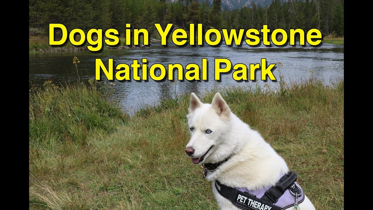 Traveling With Dogs In Yellowstone National Park