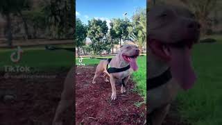 Breeds Dog Lovers In Tunisia Éricain