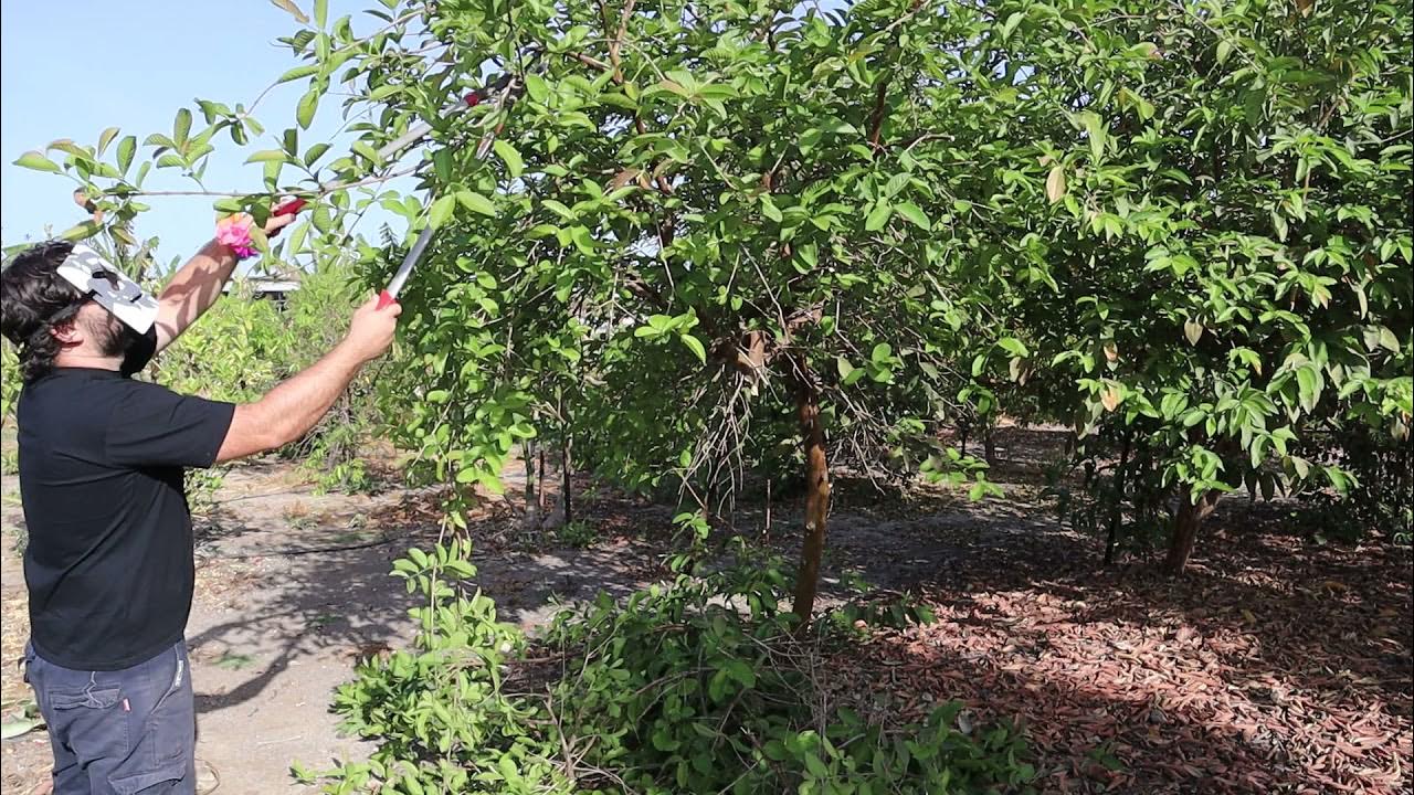 Guava Tree Pruning (Green Flesh Guava) Exotic Fruit Tree Care And