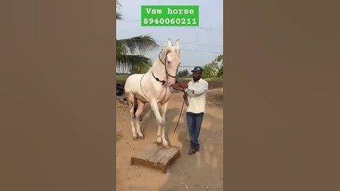 Thumbnail of 🎊VSM HORSE🥰NEW ENTRY🥳CALL: 8940060211💥#vsm #horse #new #entry #leo #vijay #song