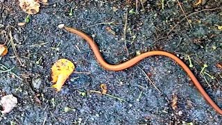 What is it? A worm or a viper? #shorts