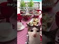 Como foi a ceia de Natal #cat #gatos #memes