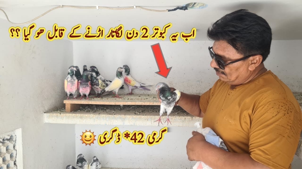 Bazi Walay Kabootar ki Care "Jaith 2024" Ustad Mian Mustajab Moshi