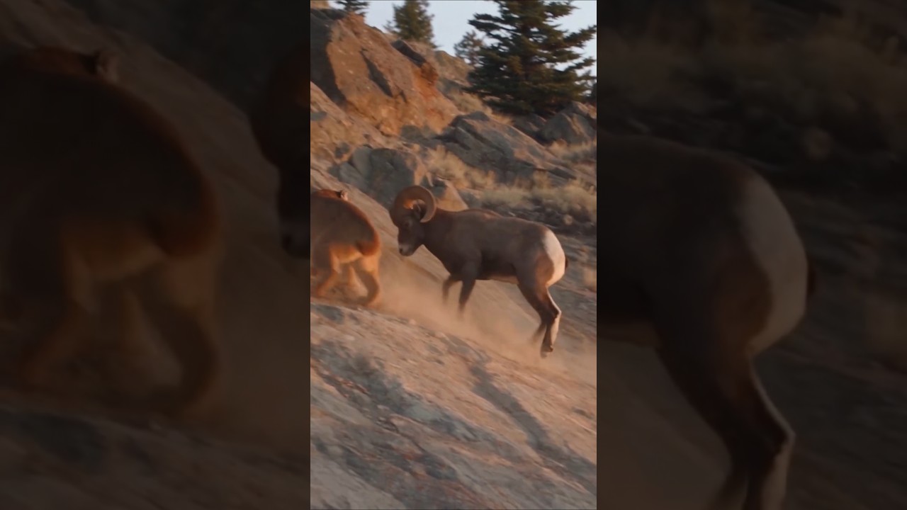 This is what you call a ramming! #wildlife #animals