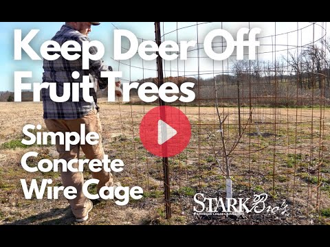 Video: Deer Proofing Fruit Trees - Tips Menjauhkan Rusa Dari Pohon Buah