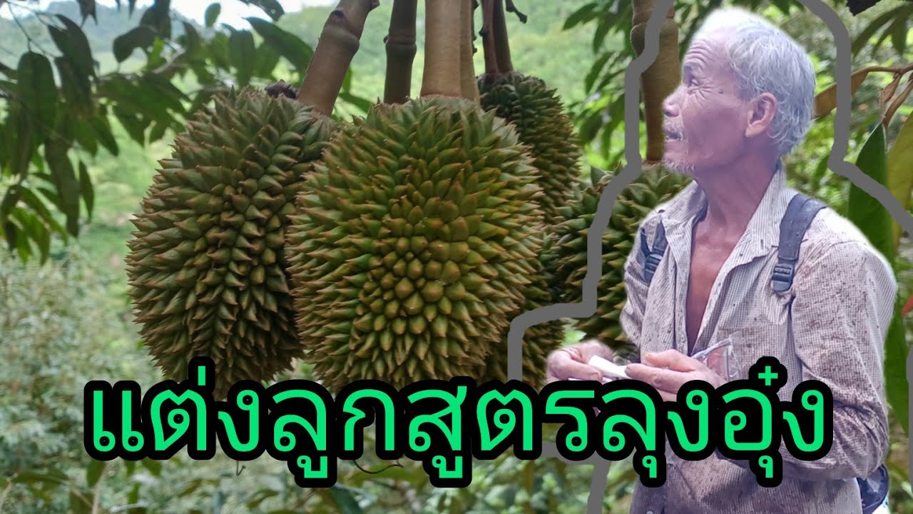 18 เมษายน ค.ศ. 2025แต่งลูกทุเรียน#สูตรลุงอุ๋ง#ทุเรียนบนเขา