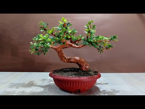 How to make an artificial Bonsai tree