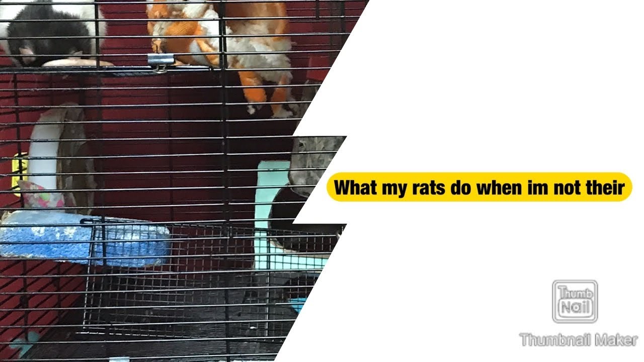 What My Rats Do When I Leave The Room YouTube