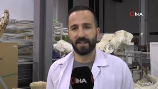 Kayseri’de 7,5 Milyon Yıllık Aslan Kafatası Bulundu