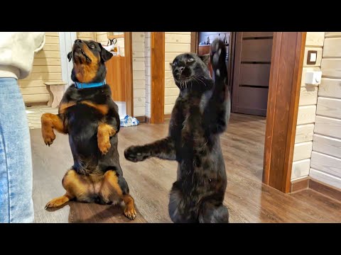 We're entertaining Luna the panther. Will the leopard remember the commands? (ENG SUB)