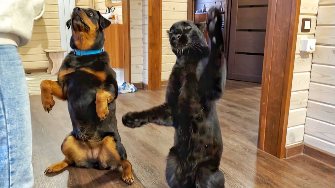 Развлекаем пантеру Луну, вспомнит ли леопард команды