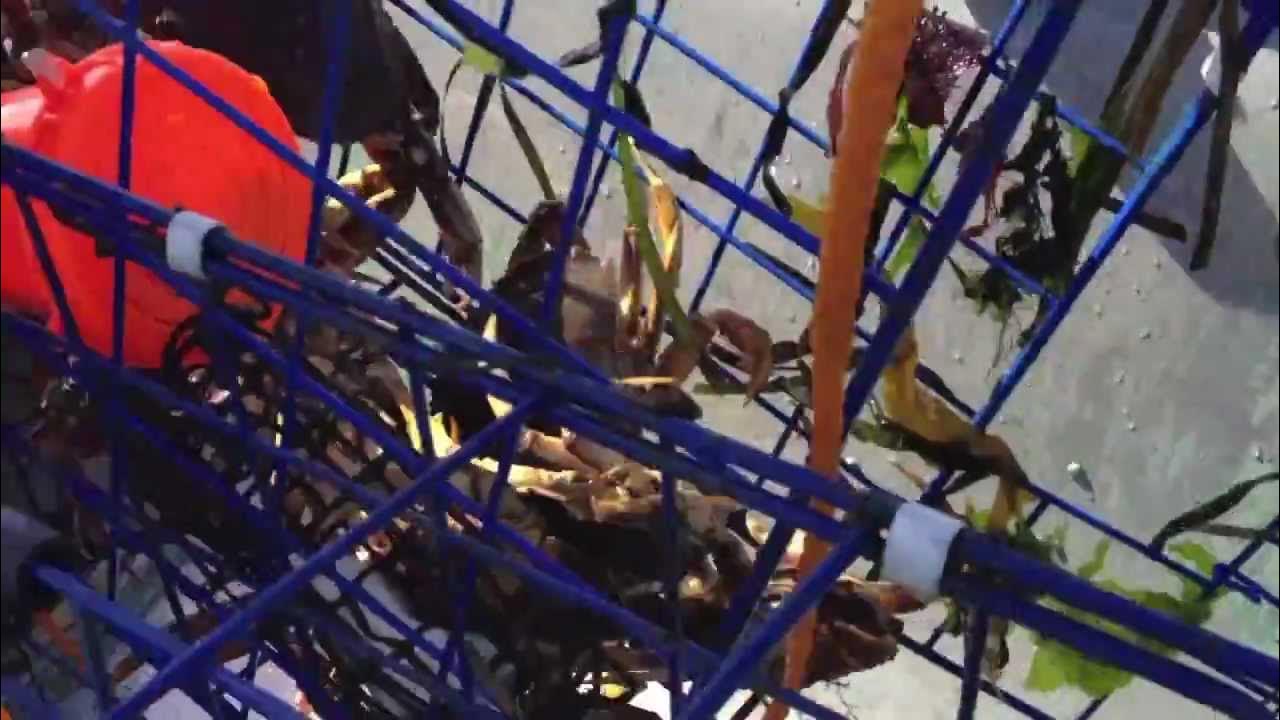 Dungeness Crab Fishing BC YouTube