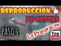 Reproducción bettas Paso 1: La preparación (Fauna Indoor)