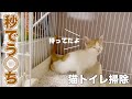 猫トイレを掃除したら、秒でうんちをする子猫