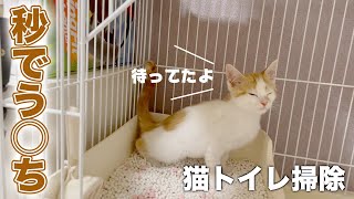 猫トイレを掃除したら、秒でうんちをする子猫