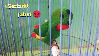 Suara Burung Serindit JAHAT😡