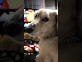 アニメONE PIECEに夢中な犬がカメラに気づいた瞬間！When a dog watching the anime ONE PIECE notices the camera!