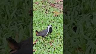 Water Bird Call Sounds (Ruak-Ruak / Amaurornis Phoenicurus)