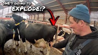 SHE IS GOING TO EXPLODE!...FIRST TIME EVER WE INDUCED A COW!!