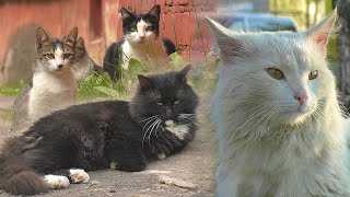 Йошкар-Олинские коты и кошки | Часть 2