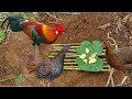 The Forrest Chicken Trap || Wild chicken trap || Best way to catch wild chicken