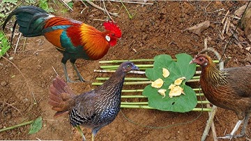 The Forrest Chicken Trap || Wild chicken trap || Best way to catch wild chicken