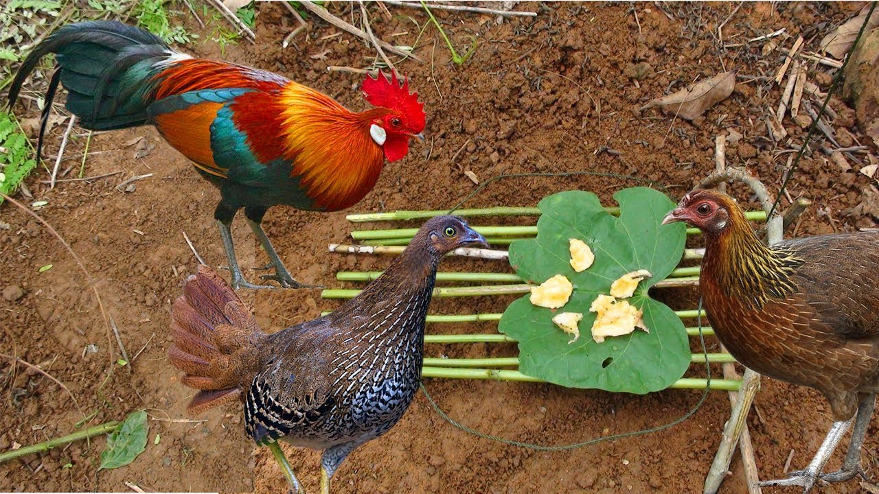 The Forrest Chicken Trap Wild chicken trap Best way to catch wild
