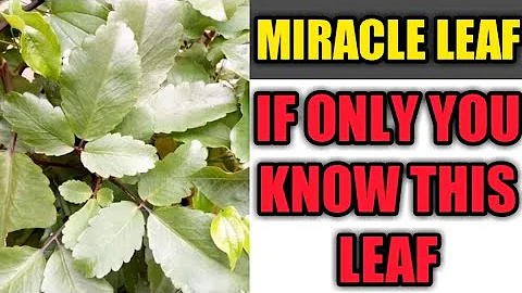 If You Know This Miracle Leaf You Will Never Lack Money, Connection, Promotion || Waya Solution