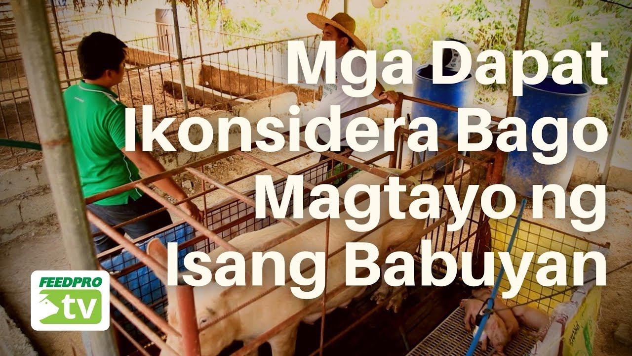 Mga Dapat Ikonsidera Bago Magtayo ng Isang Babuyan