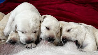 Day 15 - 1st Banana Milkshakes Medicine for Lab Puppies #labrador #puppy #cutepuppies by HighDesertLabradors 1,224 views 2 weeks ago 18 minutes