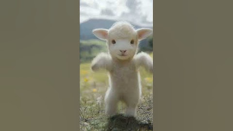 Lamb Dance Motorcycle #lamb #sheep #dance #motorcycle #animaldance