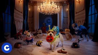 Chewy’s Haunted Halloween Mansion: Pet Costumes, Toys \& Treats