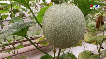 Hiệu quả từ các chính sách hỗ trợ phát triển hợp tác xã nông nghiệp