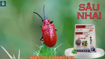 VUA RẦY RỆP ĐẶC TRỊ RẦY NÂU HẠI LÚA - 0776.400.038 #vuarayrep